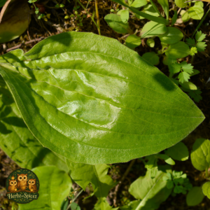 Plantain (Leaf C/S)