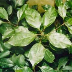 Ravintsara