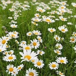 Roman Chamomile