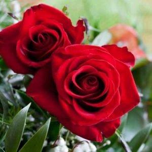 Rose Absolute 5% Dilution