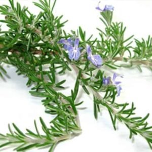 Rosemary Borneol