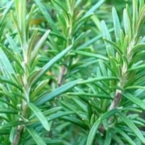 Rosemary Cineol 1.8