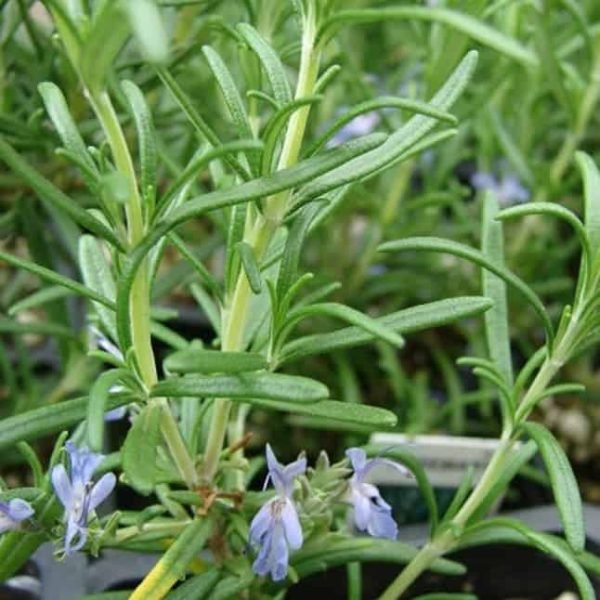 Rosemary Verbenone