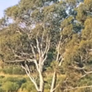 Sandalwood Australia