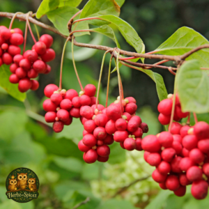 Schisandra (Whole Berry)