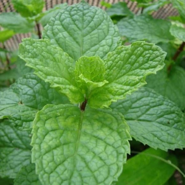Spearmint