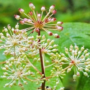 Spikenard