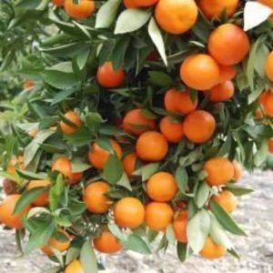 Tangerine