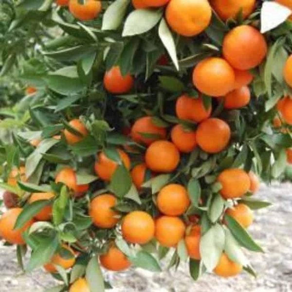 Tangerine