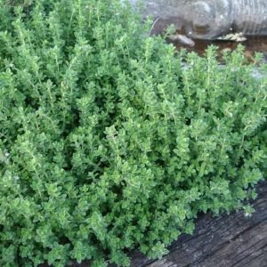 Thyme Borneol