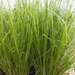 Vetiver