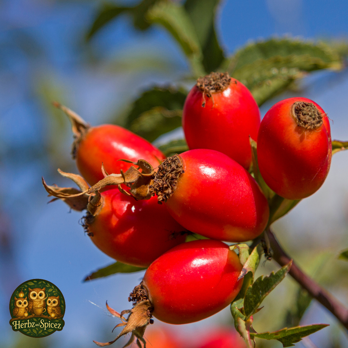 Whole Rose Hips