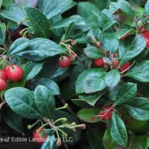 Wintergreen