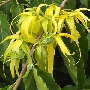 Ylang Ylang 3 Superior