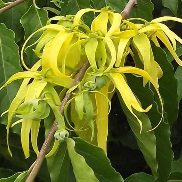 Ylang Ylang 3 Superior