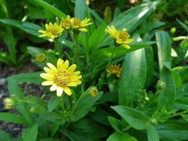 Arnica/Aloe Salve