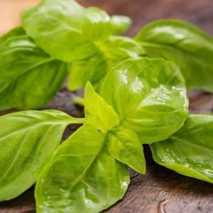 Basil