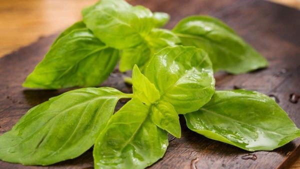 Basil