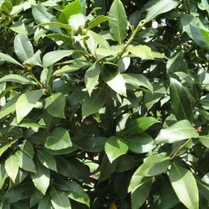 Bay Laurel