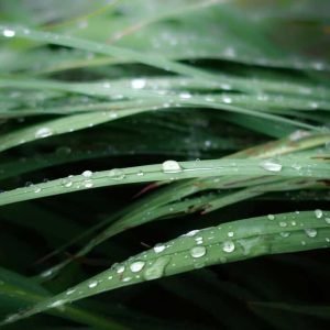 After the Rain
