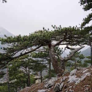 Black Pine