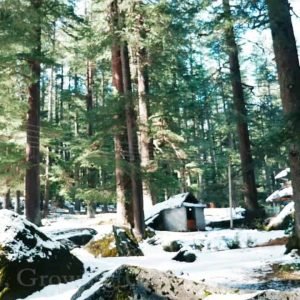 Cedarwood Himalayan