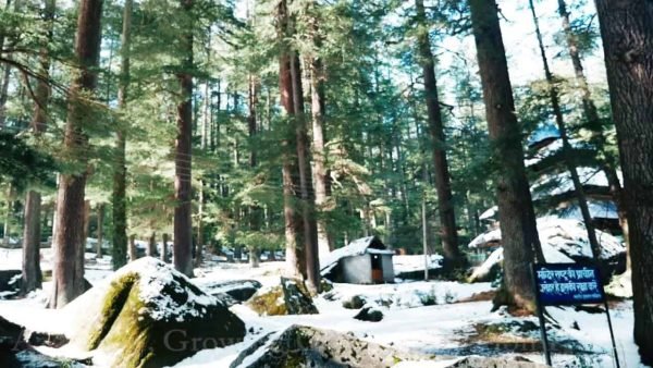Cedarwood Himalayan