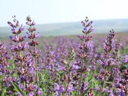 Clary Sage