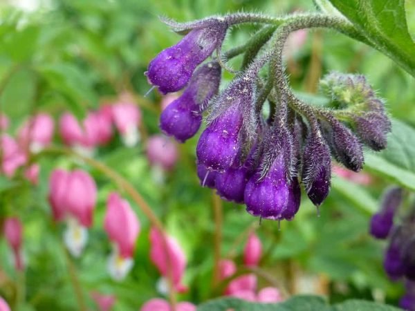 Comfrey Salve
