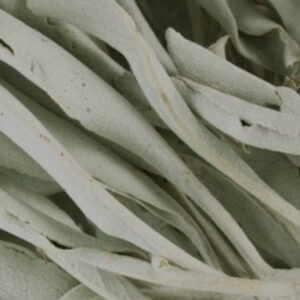 White Sage