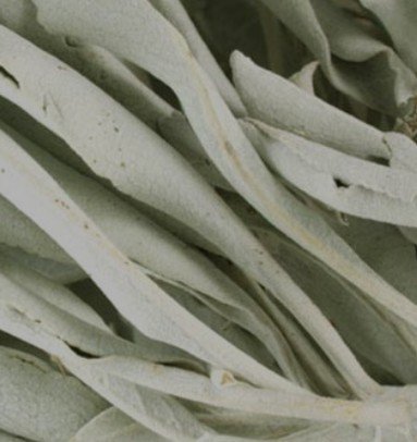 White Sage