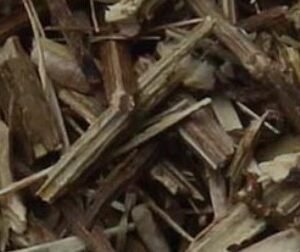 Vervain