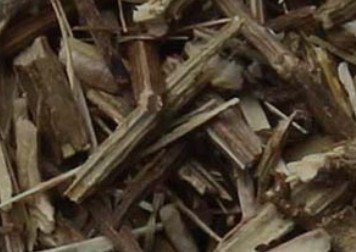 Vervain