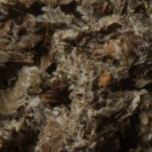 Burdock Leaf