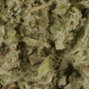 Coltsfoot (Leaf C/S)