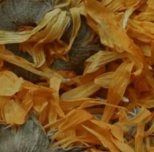 Calendula Flower