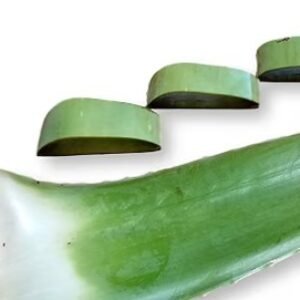 Aloe Vera leaf