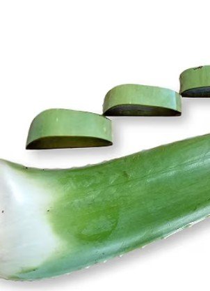 Aloe Vera leaf