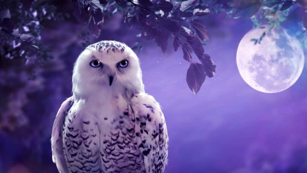 Owl
