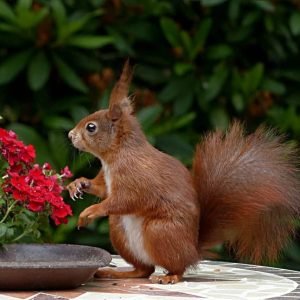Squirrel Blend