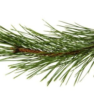Pine Needle