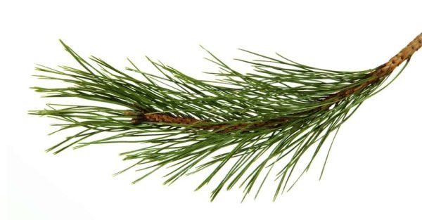 Pine Needle