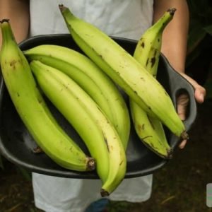 Plantain/Violet Leaf Salve