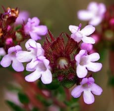 Thyme, Red