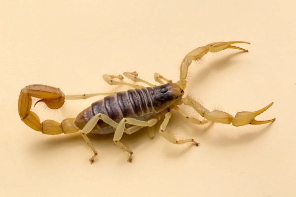 Scorpion Sooth