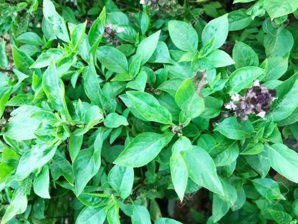 Basil Sweet