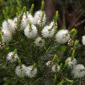 Tea Tree