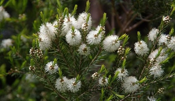 Tea Tree