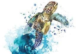 Turtle