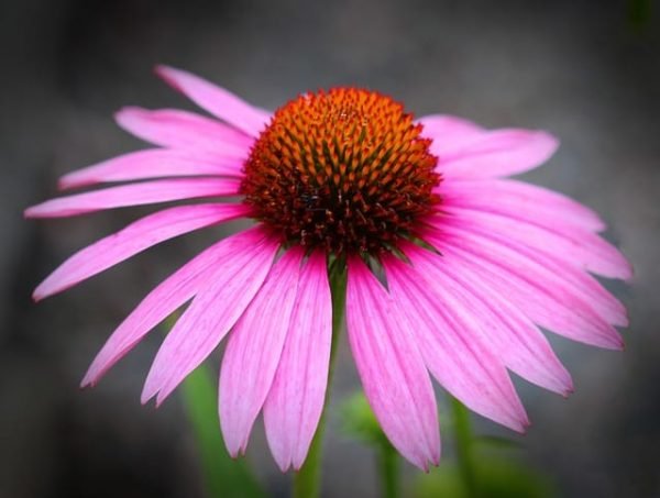 Echinacea Salve